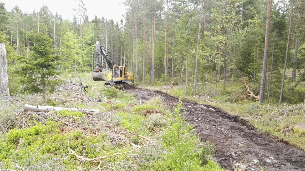 skogsvägar